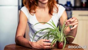 რამდენად ხშირად უნდა მორწყოთ ქლოროფიტუმი, რომ ლამაზად და უხვად იზრდებოდეს?