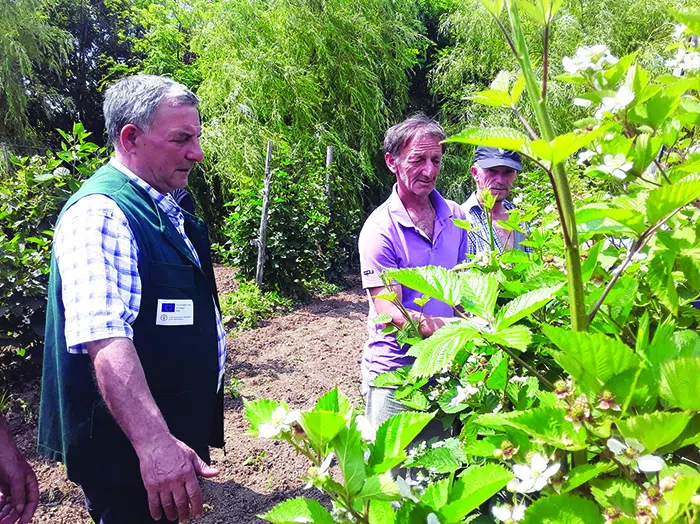 „უცხო“ ციტრუსის პოპულარობა ახლებურად - ლაიმი
