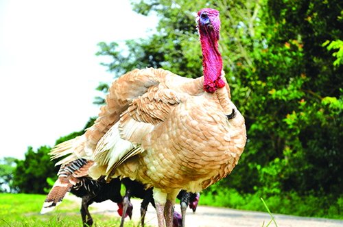 ინდაურის