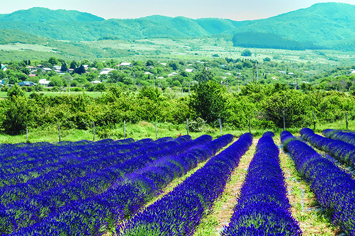 lavanda3-1690105450.jpg