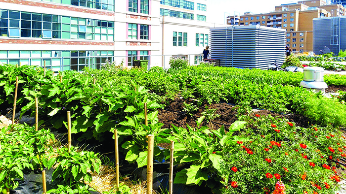 what-is-urban-agriculture-1717936288.jpg