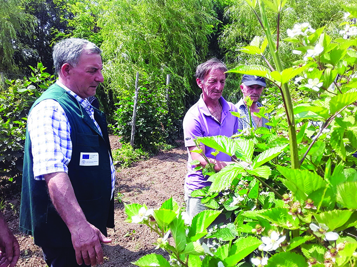 „უცხო“ ციტრუსის პოპულარობა ახლებურად - ლაიმი