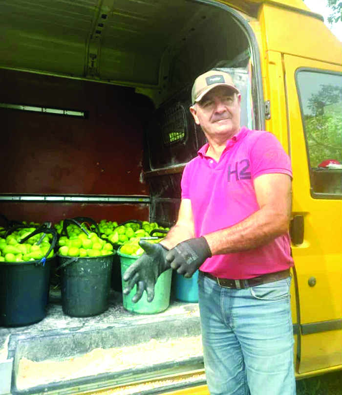 ლეღვის ბაღის გაშენებას რა უნდა?