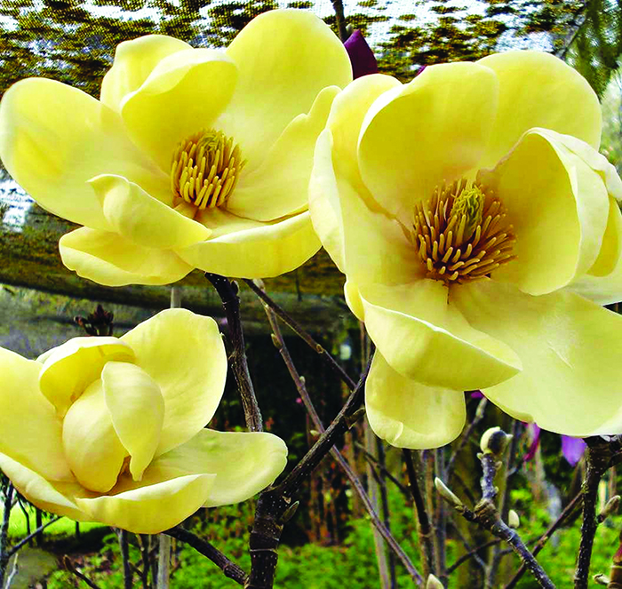 magnolia-hani-tulipi-1765304682.jpg