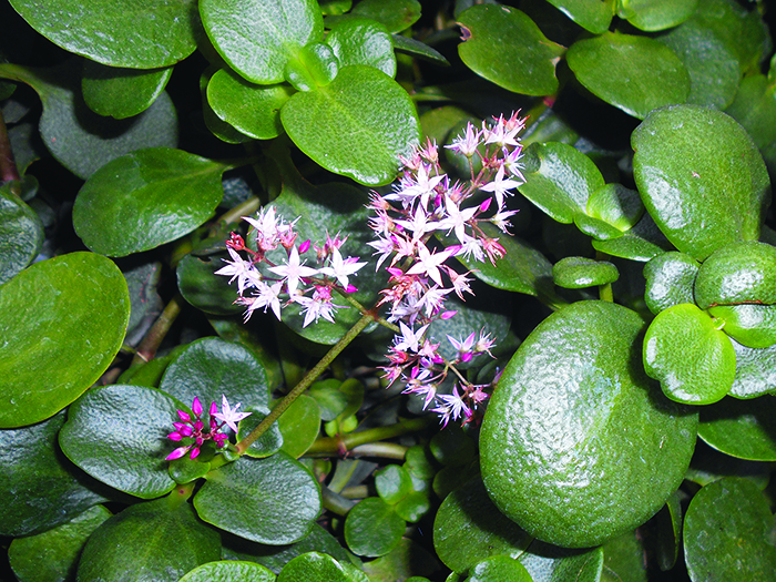 crassula-multicava-subsp-1768570500._multicava_2017-05-31_2146_05.jpg