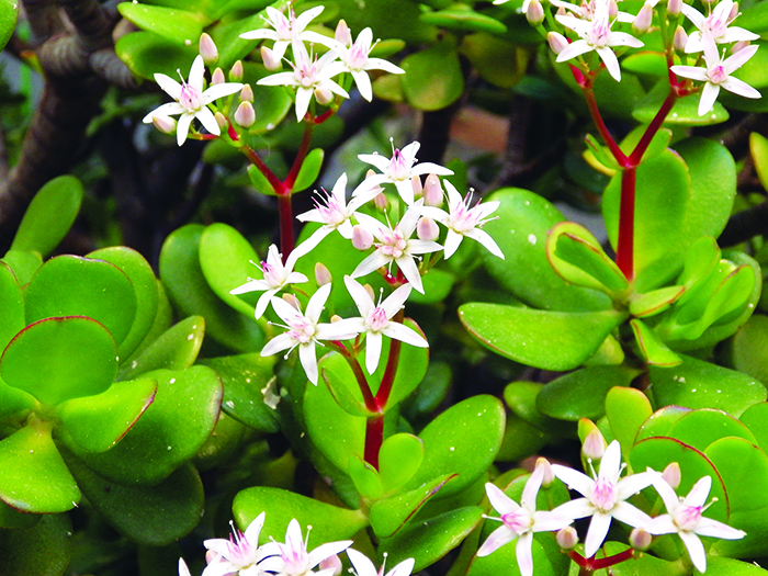 flor-de-crassula-ovata-imgp0508-1768570499.jpg