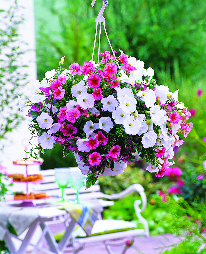 12146430-ampel-mit-petunia-strawberry-frost-white-improved-1773165460.jpg