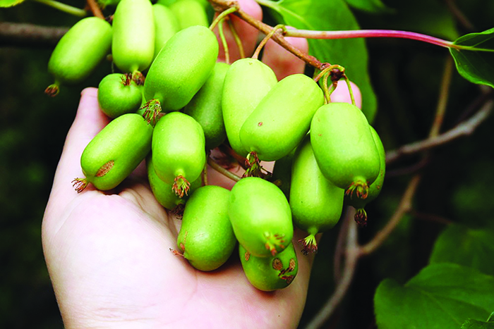 actinidia-arguta-1774212015.jpg