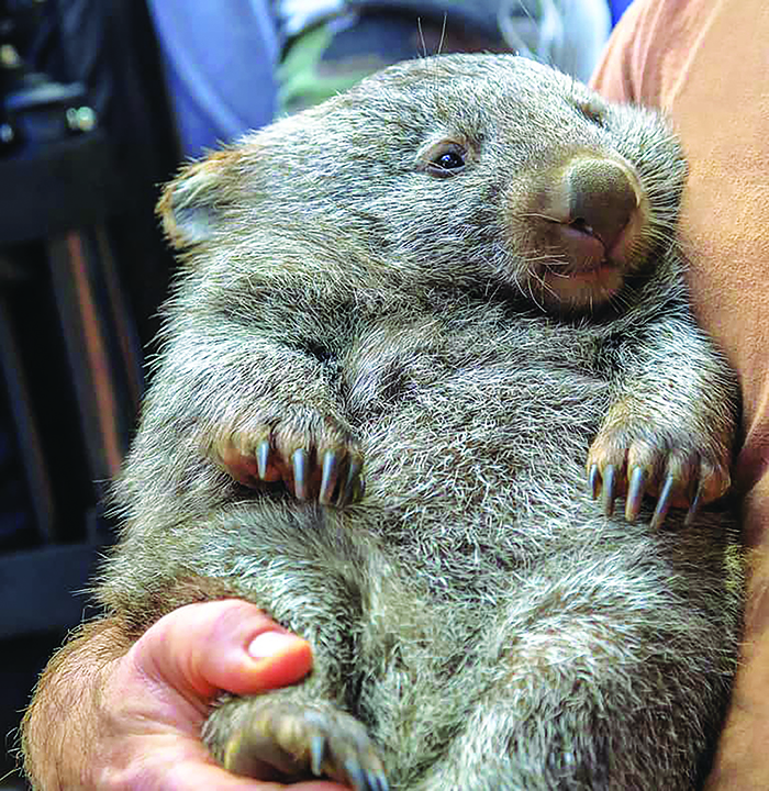 baby-wombat2-1775131408.jpg