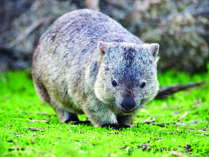 bare-nosed-wombat-9-1775131408.jpg