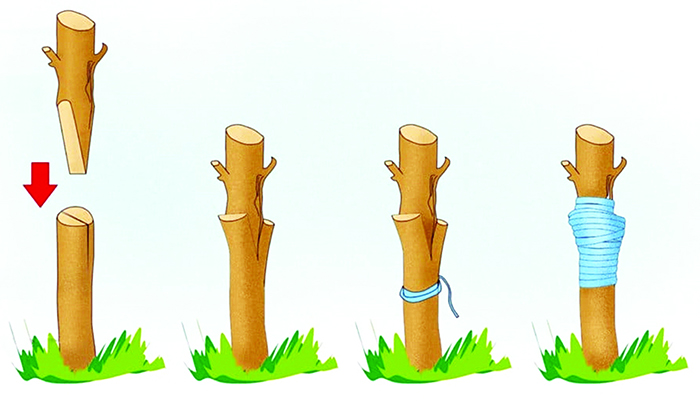 grafting-of-plants-2-1775129830.jpg