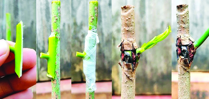 t-budding-1775129830.jpg