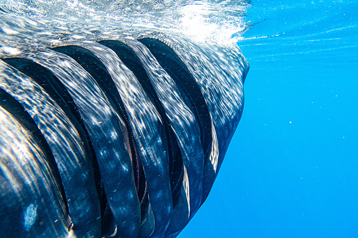 whalesharks-gills-scaled-1776630326.jpg