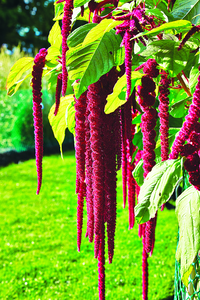 amaranthus-caudatus-img-9190-1777822934.jpg