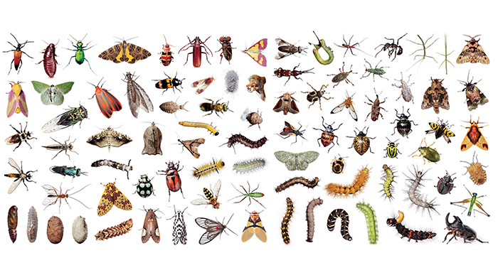 insect-apocalypse-double-gate-v2-1778427902.jpg