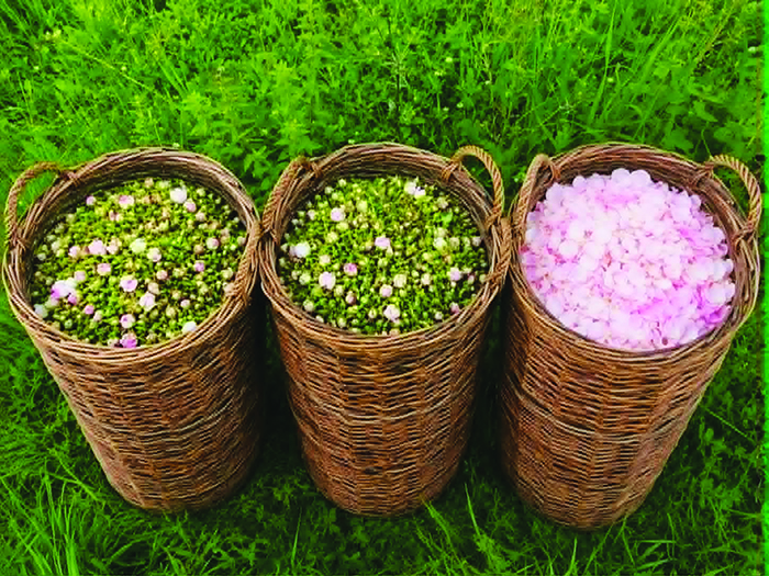 08a3bf19-dab1-4a2e-9981-bd30d625d02d-1782415171.jpg