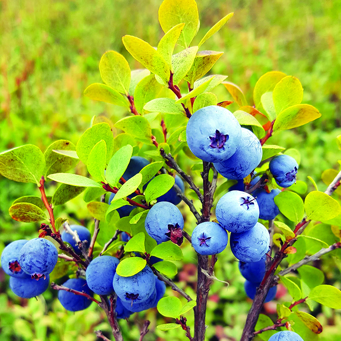 20190830-145942-vaccinium-uliginosum-bog-blueberry-bilberry-fruit-burns-bog-cr-sq-1785481977.jpg