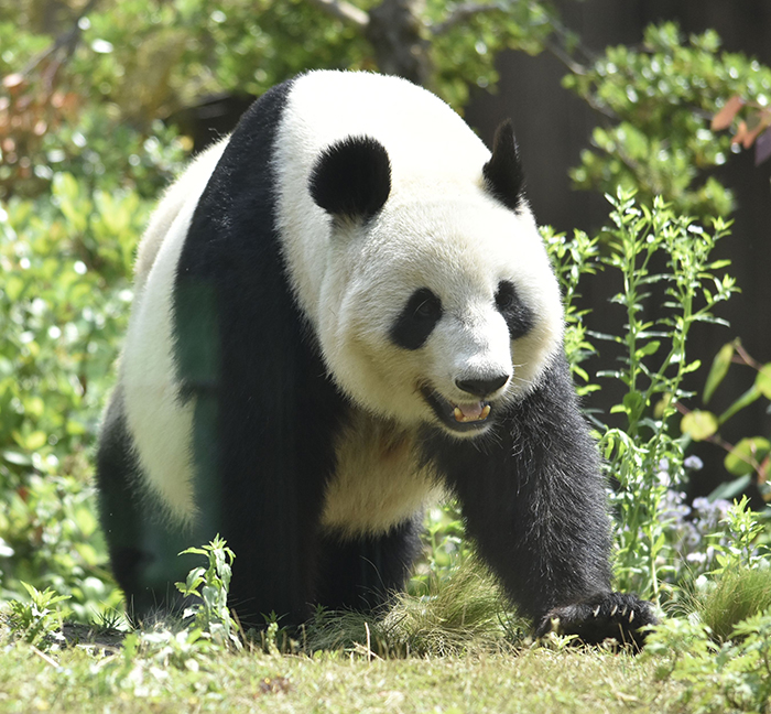 ailuropoda-melanoleuca-zhen-zhen-220518e-1785481977.jpg