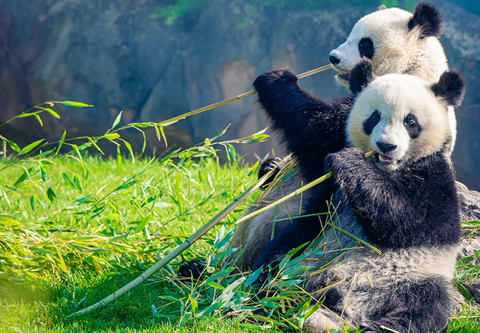 panda-s-1785481978.jpg